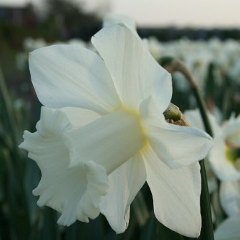 Trumpet Narcissus, Trumpet Daffodil Broughshane
