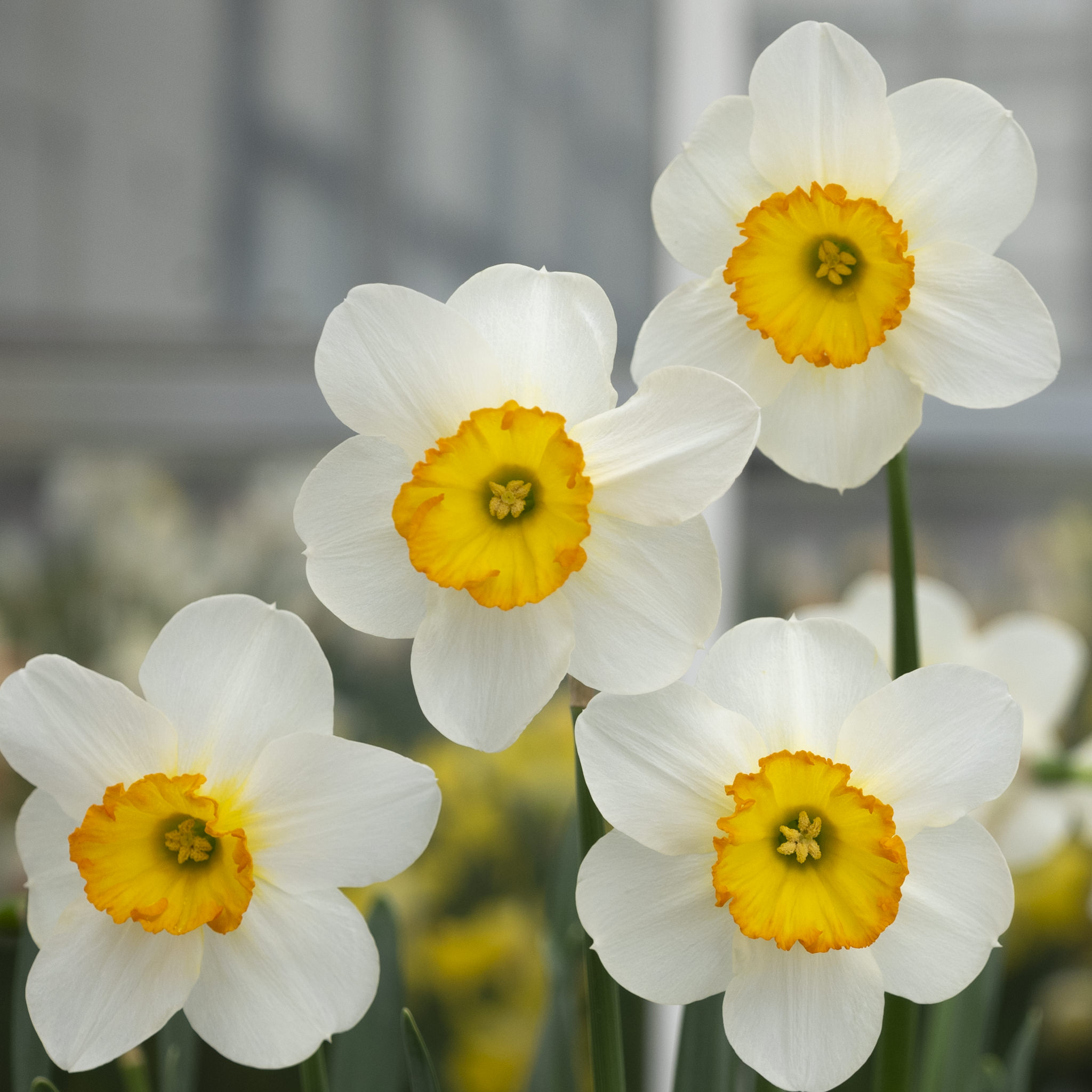 Long-Cupped Narcissus, Large-cupped Daffodil Croesus