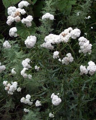 Achillea Species, Sneezewort, Sneezeweed, Brideflower