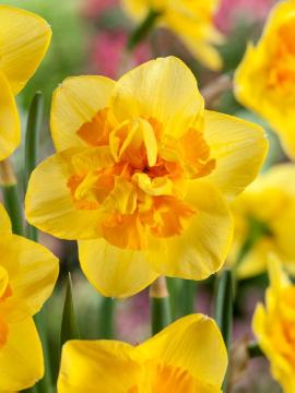 Double Narcissus, Double Daffodil Inglescombe