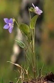 Viola Species, Heath Dog Violet