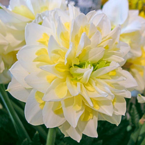 Double Narcissus, Double Daffodil Irene Copeland
