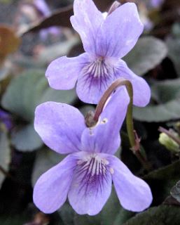 Viola, Purple Leaved Common Dog Violet Purpurea Group
