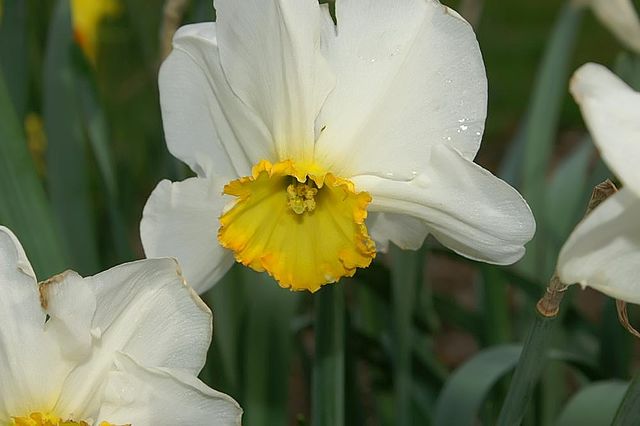 Jonquilla Narcissus, Jonquilla Daffodil Lintie