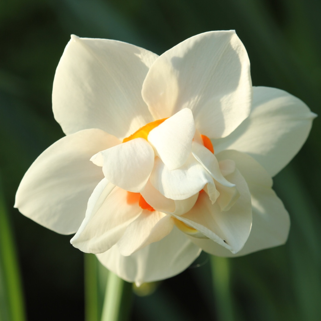 Double Narcissus, Double Daffodil Mary Copeland