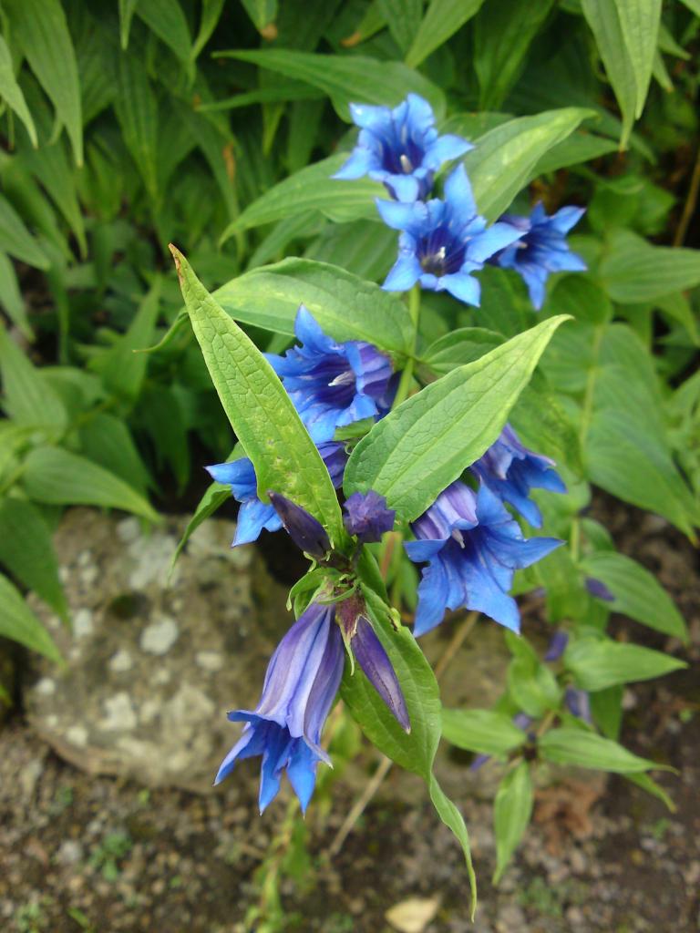 Gentiana Species, Willow Gentian