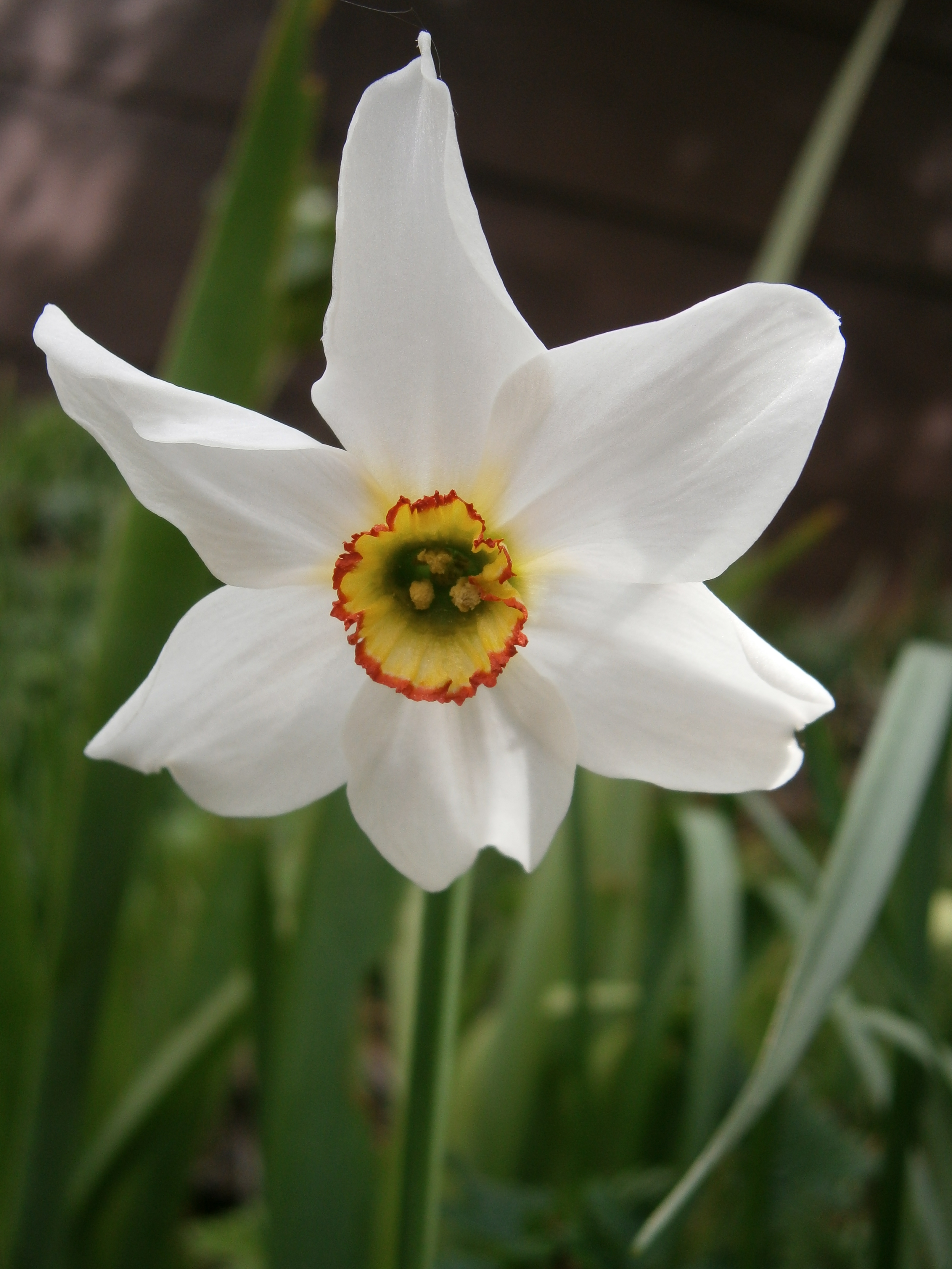 Poeticus Narcissus, Poets Daffodil, Species Pheasants Eye