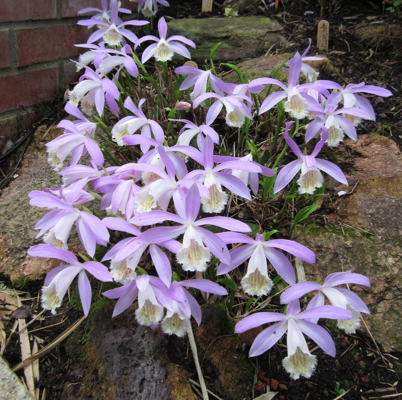 Species Orchid, Windowsill Orchid, Formosa Pleione