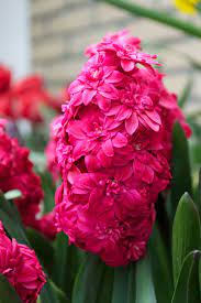 Hyacinthus, Dutch Hyacinth Hollyhock