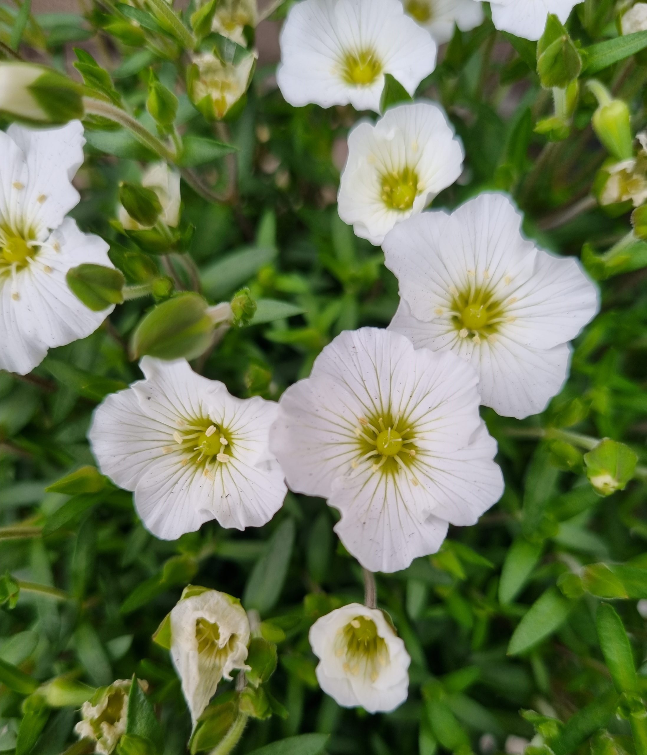 Arenaria Species, Mountain Sandwort