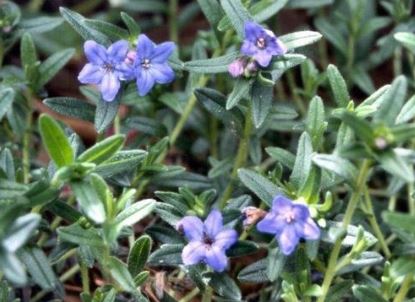 Glandora Species, Lithodora, Scrambling Gromwell, Shrubby Gromwell