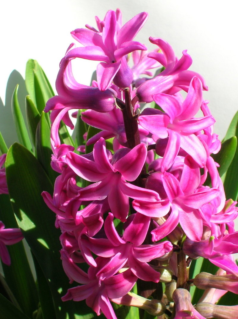 Hyacinthus, Heirloom Dutch Hyacinth Mulberry Rose
