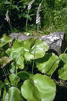 Beetleweed, Wandflower