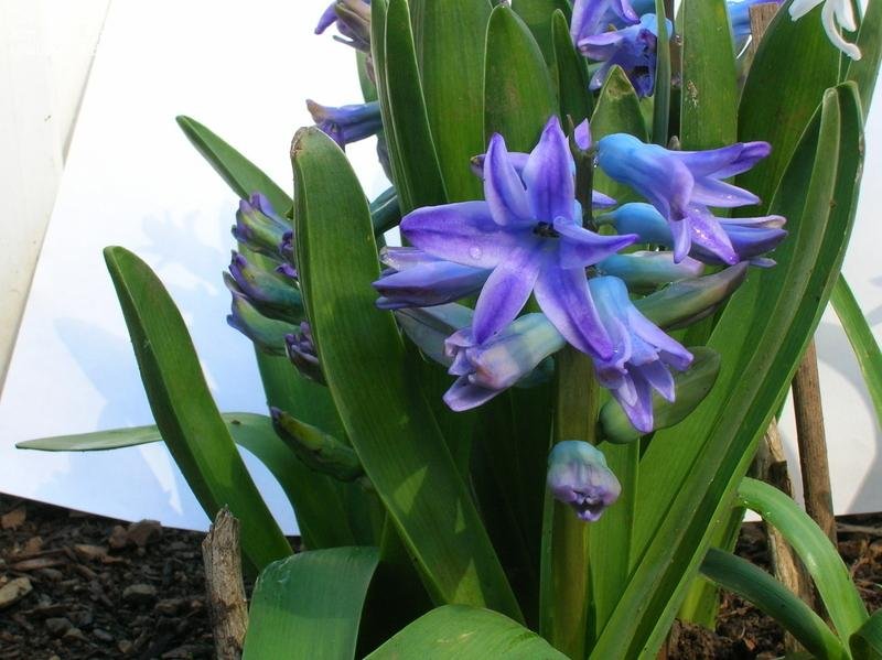 Hyacinthus, Heirloom Dutch Hyacinth Perle Brilliante