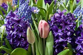 Hyacinthus, Dutch Hyacinth Peter Stuyvesant