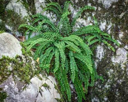 Asplenium Species, Maidenhair Spleenwort