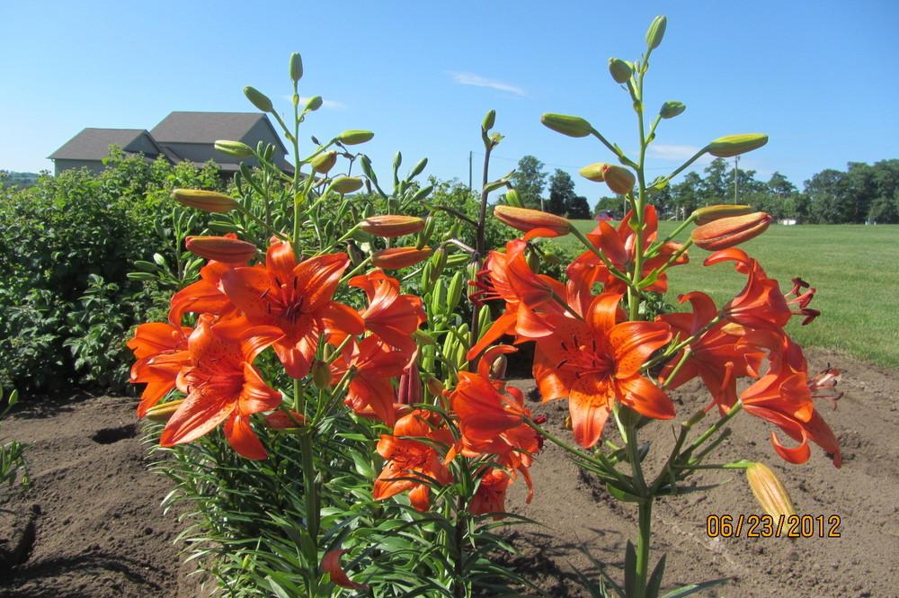 Asiatic Lily Fire King