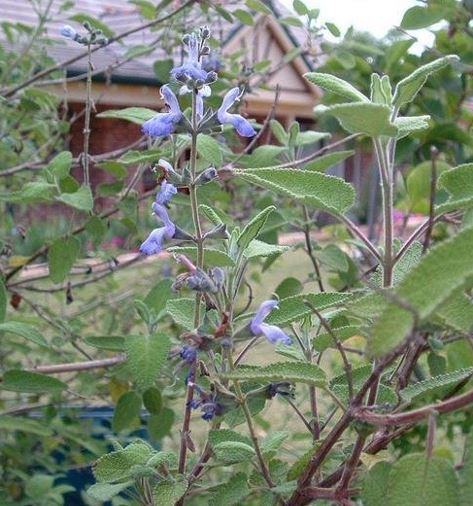 Salvia Species, Balm-Scented Sage, Grape-Scented Sage