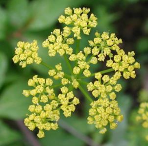 Heart-Leaf Golden Alexanders, Meadow Parsnip