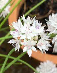Allium Species, Ornamental Onion, Narrowleaf Onion
