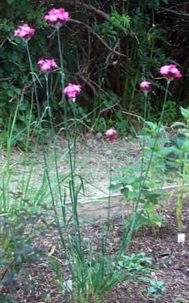 Dianthus Species, Clusterhead Pink, Carthusian Pink
