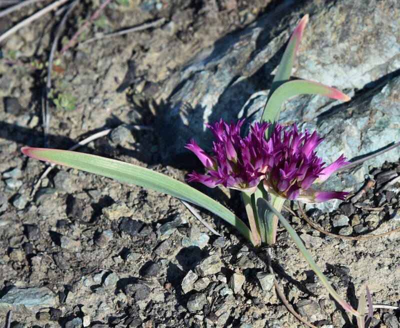 Allium Species, Wild Onion, Coast Flatstem Onion, Scytheleaf Onion