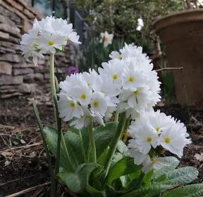 Primula Species, Drumstick Primrose, Himalayan Primrose