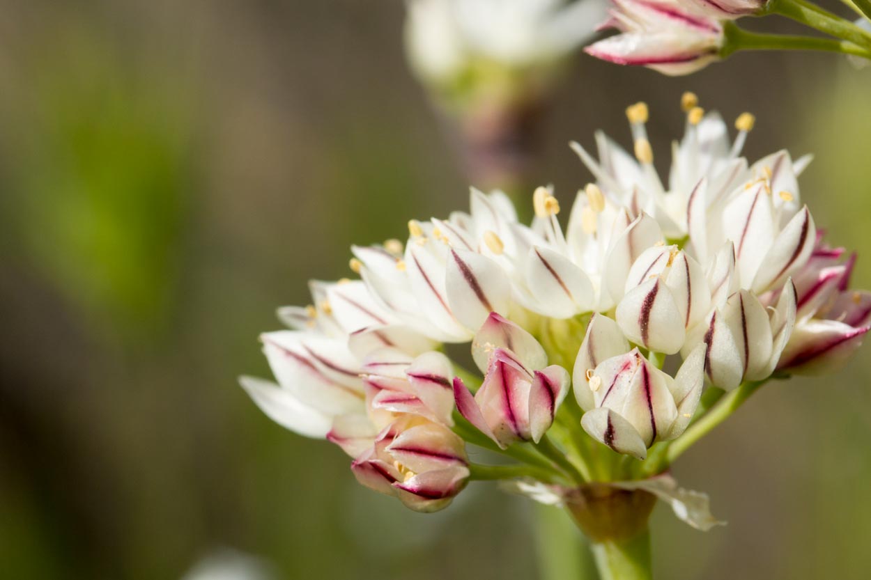 Allium Species, Wild Redskin Onion