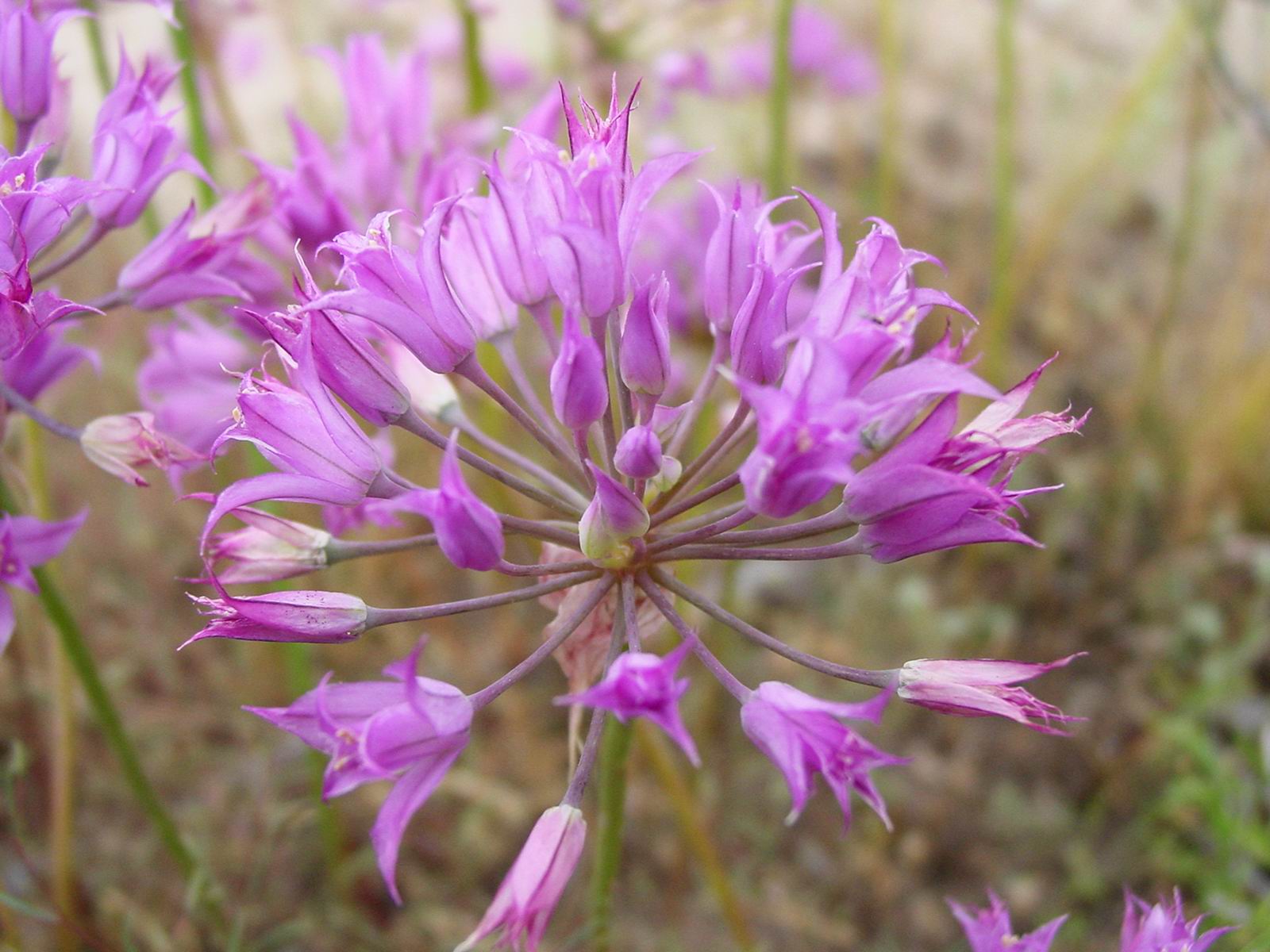 Allium Species, Hookers Onion, Tapertip Onion, Ornamental Onion