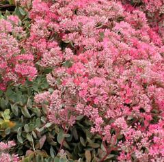 Hylotelephium, Sedum, Stonecrop 'Ruby Glow'