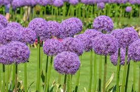 Allium Species, Ornamental Onion