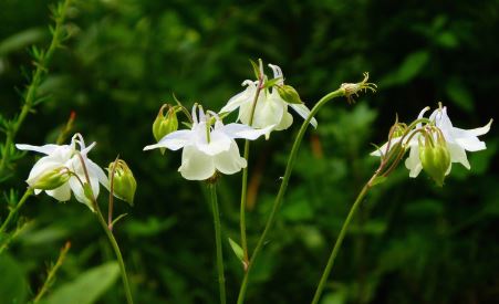Aquilegia Species, Columbine, Fragrant Grannys Bonnet