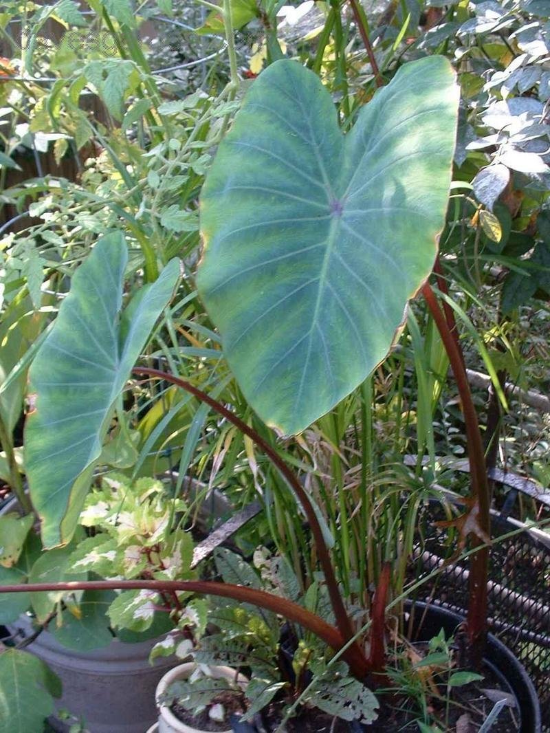 Colocasia, Elephant Ear, Red Stem Taro Bloody Mary
