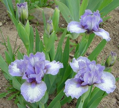 Standard Dwarf Bearded Iris Chubby Cheeks