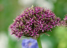 Allium Species, Ornamental Allium, Purple-flowered Onion