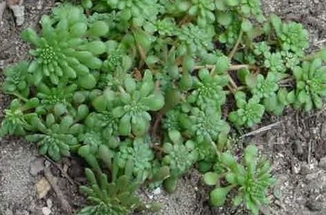 Sedum Species, Flowering Moss, Widows Cross, Widowscross