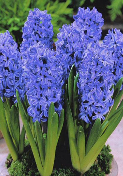 Hyacinthus, Dutch Hyacinth Atlantic