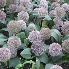Allium Species, Turkestan Onion