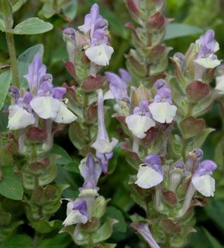 Scutellaria Species, Alpine Skullcap