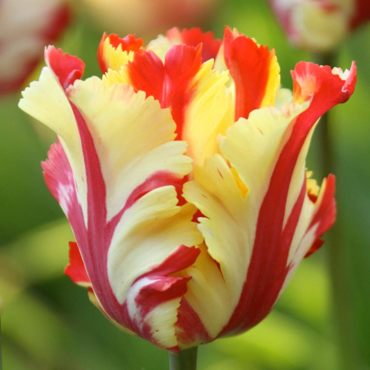 Parrot Tulip Texas Flame