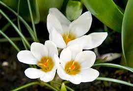 Snow Crocus, Golden Crocus Ard Schenk