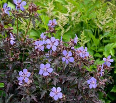 Geranium, Hardy Geranium, Meadow Cranesbill Midnight Reiter