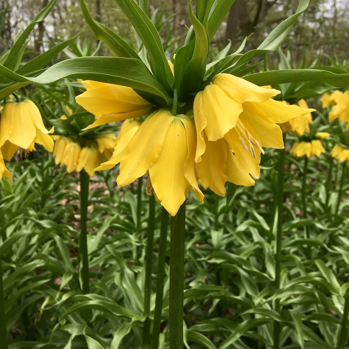 Fritillaria, Crown Imperial Fritillary Lutea