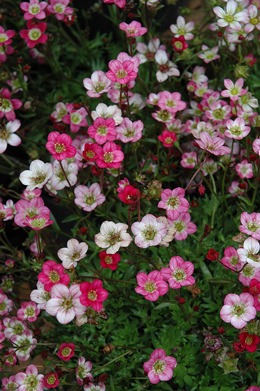 Saxifraga, Saxifrage Purple Robe