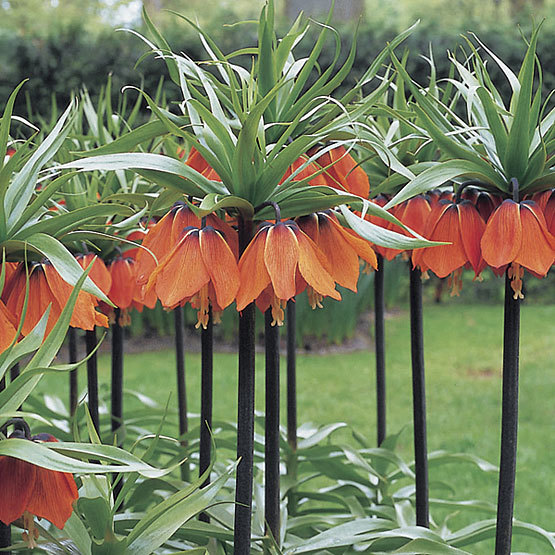 Fritillaria, Crown Imperial Fritillary Rubra