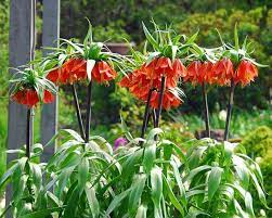Fritillaria, Crown Imperial Fritillary Rubra Maxima