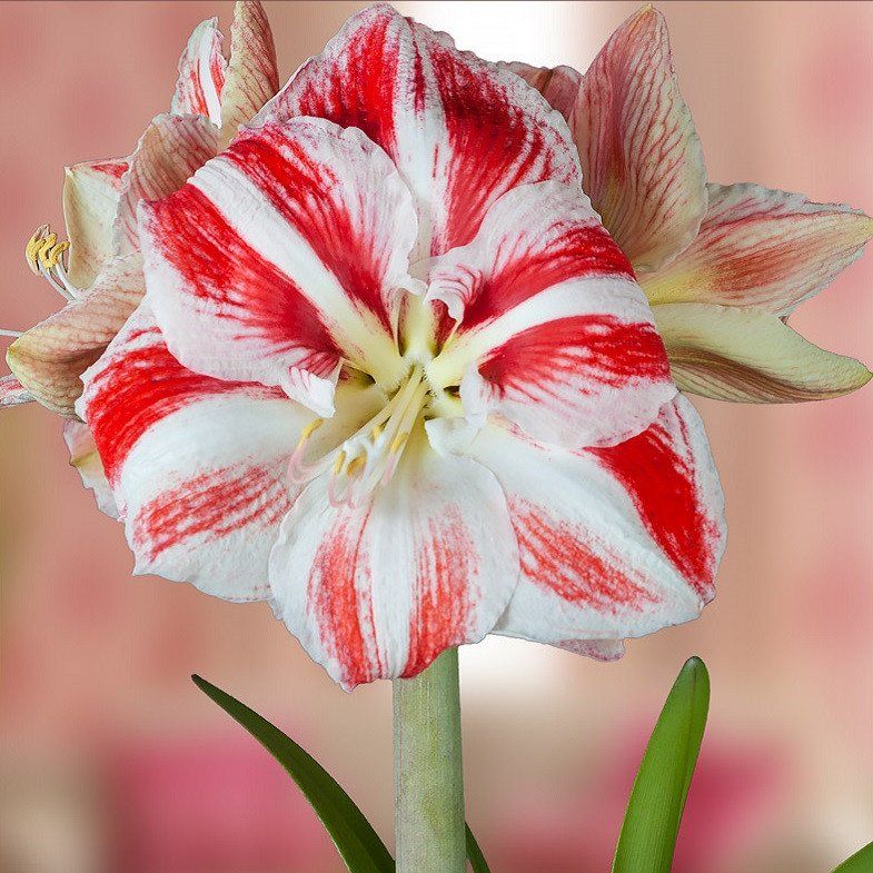 Amaryllis Clown