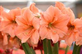 Amaryllis Rilona