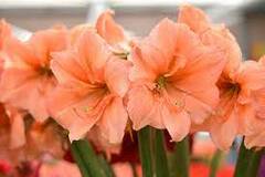 Amaryllis 'Rilona'