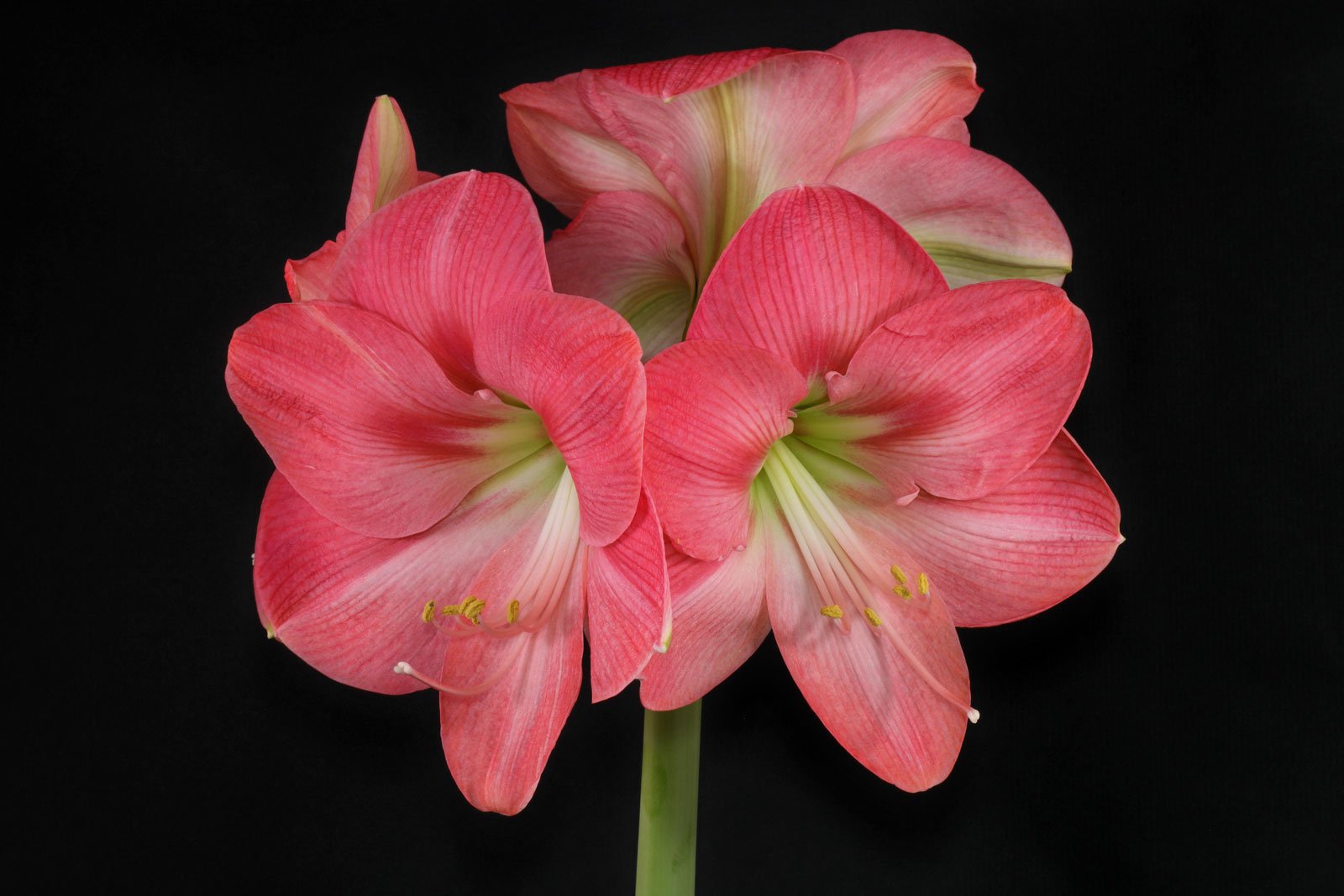 Amaryllis Susan